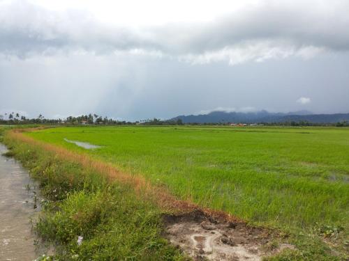 a field of green grass next to a river at villa tempoyak homestay in Pantai Cenang