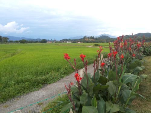 a field with red flowers next to a dirt road at villa tempoyak homestay in Pantai Cenang