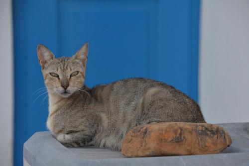 a gray cat sitting on a table next to a rock at The fig tree house in Samothráki