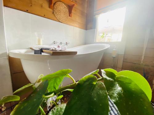 a bathroom with a tub and a green plant at Treehouse Hideouts - Ground Level - Heygarth House Townhouse - Port of Echuca in Echuca