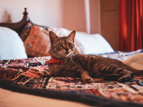 a cat laying on top of a bed at Blue Eye Hostel in Jaisalmer