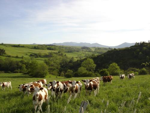 a herd of cows grazing in a field of grass at L OUSTALOU MAISON D HOTES DE CHARME EN AUVERGNE PISCINE PRIVEE CHAUFFéE in Saint-Nectaire