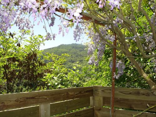 a tree with purple flowers on a wooden fence at L OUSTALOU MAISON D HOTES DE CHARME EN AUVERGNE PISCINE PRIVEE CHAUFFéE in Saint-Nectaire