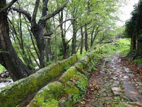 a moss covered path in a forest with trees at Casa Rural Las Jañonas CC-CR-00219 in Gata