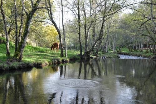a horse grazing next to a river with trees at Casa Rural Las Jañonas CC-CR-00219 in Gata