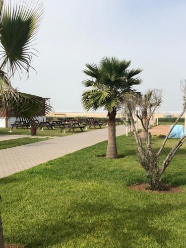 dos palmeras en un parque con una acera en Blanca Beach, en Sidi Rahal