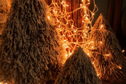 a group of christmas trees with lights at Gastenkamers UitGaanSlapen in Nieuwpoort