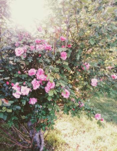 a bush of pink roses in a garden at A casa di Asia in Viterbo