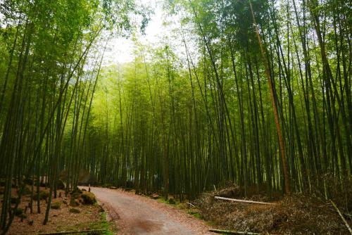 a dirt road through a bamboo forest at Kingtaiwan Hotel in Lugu Lake