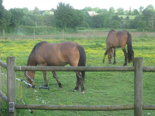 deux chevaux paissant dans un champ derrière une clôture dans l'établissement chambre d'hôtes proche PUY DU FOU, à Le Pin