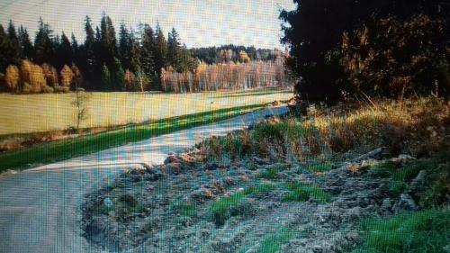 a road with some animals walking down the road at apartmán U parku in Volary