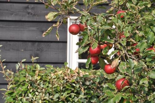 a tree with red apples in front of a window at Hofje Margo in Meliskerke