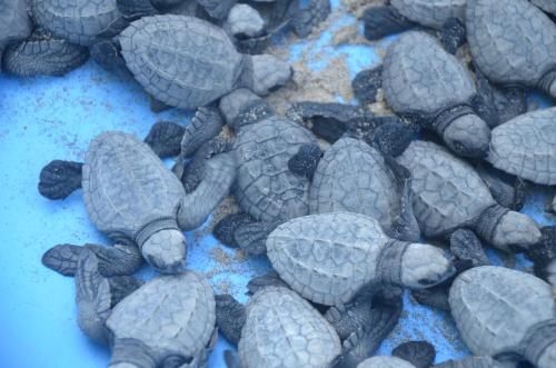a group of turtles laying on a blanket at Turtle Beach House in Vengurla