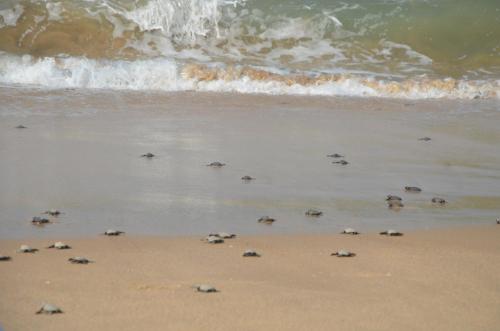 a herd of sea turtles walking on the beach at Turtle Beach House in Vengurla