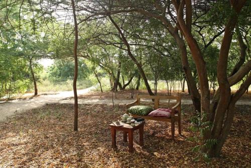 a bench sitting under a tree with a watermelon on a table at The Red Pepper House in Lamu