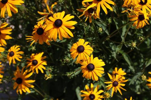 a group of yellow flowers in a field at La Bastide Bed and Breakfast in Dundee