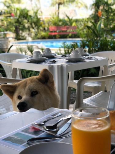 a dog sitting at a table in front of a table with a table at Pousada Chalé Suíço in Paraty