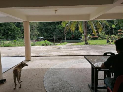 a cat standing in a patio with a table and a person at Mulu Diana Homestay in Mulu