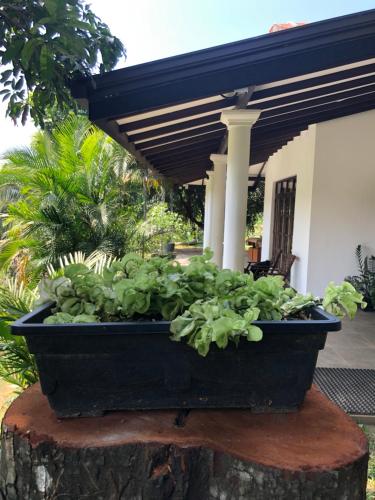 a pot of plants sitting on a tree stump at Kandyan Lounge in Kiribatkumbura