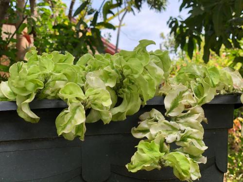 a bunch of green plants in a black planter at Kandyan Lounge in Kiribatkumbura