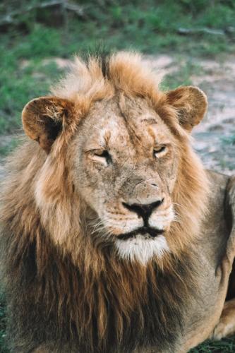 ラグジュアリーテントの敷地内または近くにいる動物