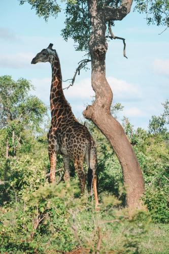 ラグジュアリーテントの敷地内または近くにいる動物
