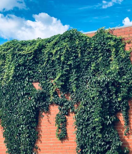 a brick wall covered in green ivy at Yours and Theirs Pet Friendly Accommodation in Myrtleford