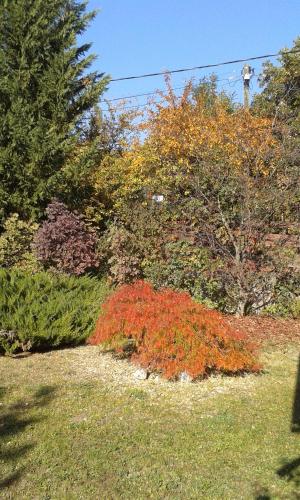 a garden with colorful bushes and trees at Szarvashegyi Életerő Pihenőház in Szentendre