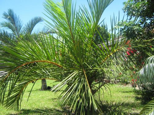 een palmboom in een grasveld bij Hilton Gardens Guesthouse in Richards Bay