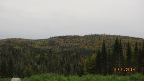 a tree covered hill with a forest of trees at domaine de la vallee in Sainte-Rose-du-Nord
