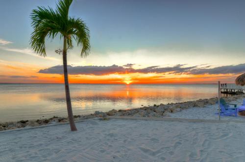 a palm tree on the beach with a sunset at 202-Pool, WIFI, Close to BUCS STADIUM in Tampa