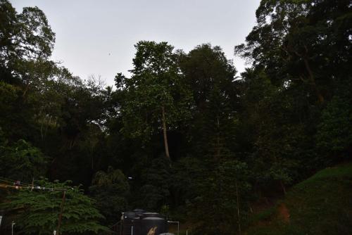 a forest of trees with a train in the foreground at Lodge in 611 in Kandy