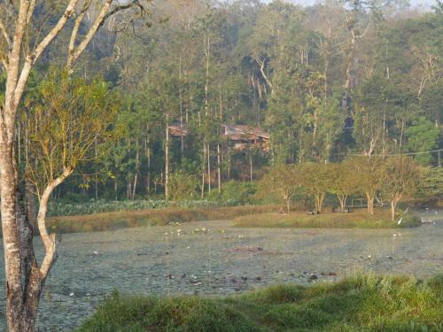 a river with a bunch of animals in the water at Estate Stay - Riverside Coffee in Siddapur
