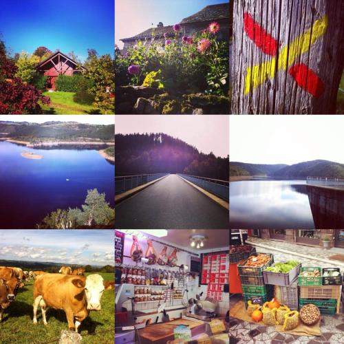 a collage of pictures with cows and a lake at La grange de Maurines in Maurines
