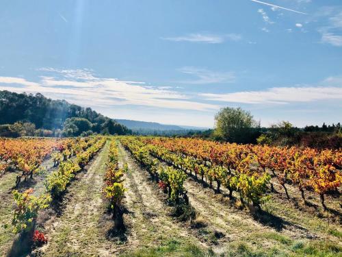 a vineyard with rows of red and green vines at La Maison d AME - for the perfect stay at the Mont Ventoux in Malaucène
