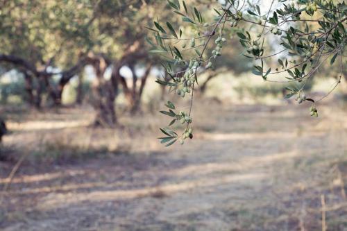 a tree branch with leaves on a dirt road at Malena Organic Farm in Episkopí- Rethimno