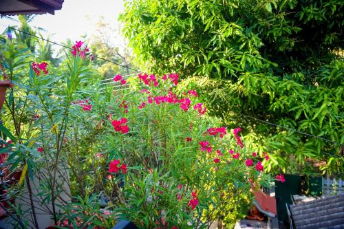 a bunch of pink flowers in a garden at Tissa Rainbow Guest & Yala in Tissamaharama