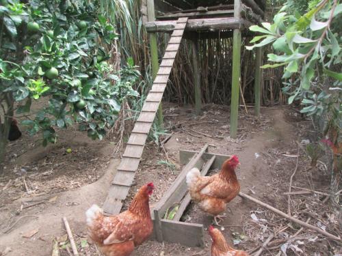 a group of chickens standing outside of a chicken coop at Quinta da Maria in Horta