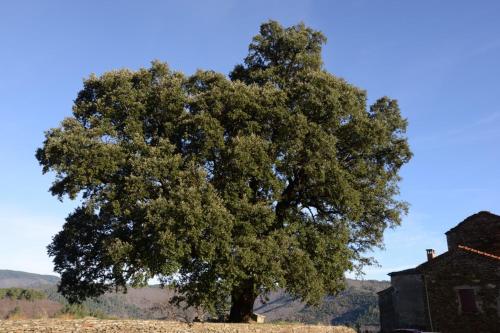 uma grande árvore no meio de um campo em La vallée de Gaïa em Saint-Hilaire-de-Lavit