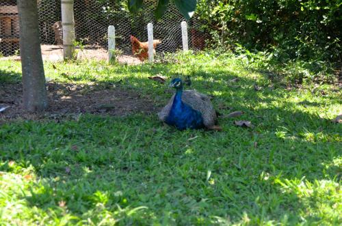 a peacock sitting in the grass next to a dog at Finca Azulinas in La Tebaida