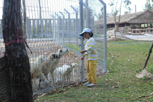 a young boy standing in front of a fence feeding sheep at Minera Hot Springs Binh Chau in Binh Chau