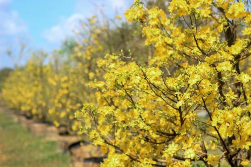 a row of trees with yellow leaves on them at Minera Hot Springs Binh Chau in Binh Chau