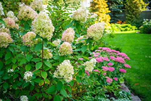 a garden with pink and white flowers in a yard at Videviku Villa Apartments in Tallinn