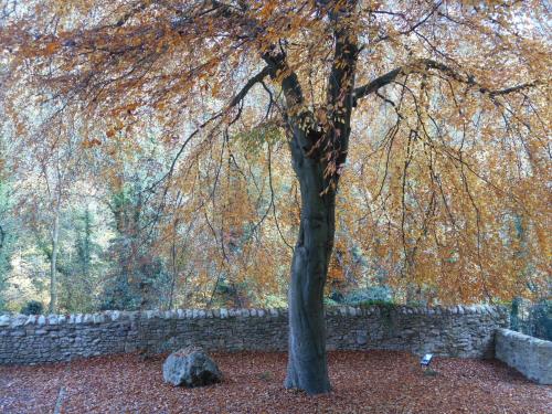 a tree in front of a stone wall at High Tor Hotel in Matlock