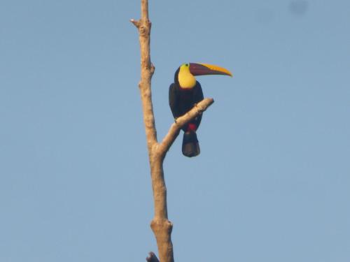 a bird perched on a tree branch at Garden of Heliconias Lodge in Drake