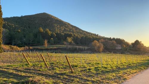 a field with a vineyard with a hill in the background at CAL PUIG, ENOTURISMO RURAL entre Viñas y Bosques in Juncosa
