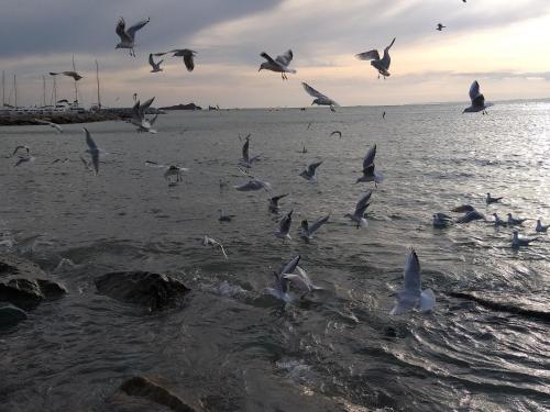a flock of seagulls flying over the water at Joli studio in Saint-Raphaël