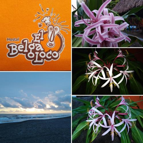 a collage of photos with a flower on the beach at El Belga Loco in Las Peñitas