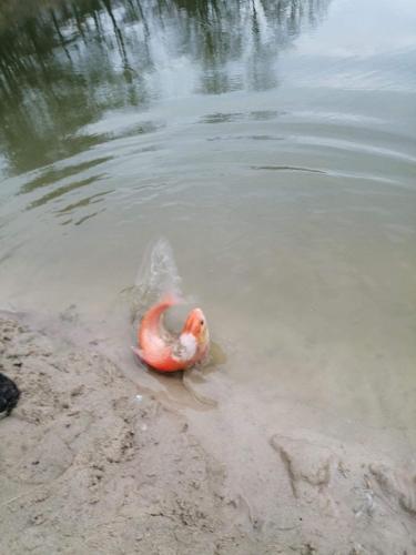 a plastic flamingo swimming in a body of water at Zacisze u Rysia in Brochów