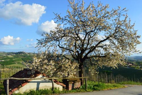 a tree with white flowers on it next to a fence at Agriturismo Cascina Rabalot in Diano dʼAlba